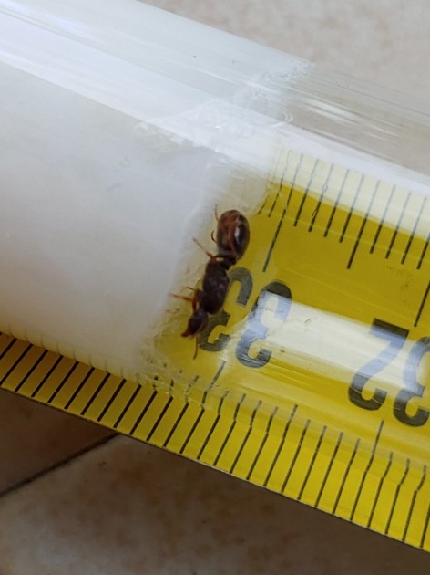 27.06.2021 _Tetramorium sp._ 3.jpg