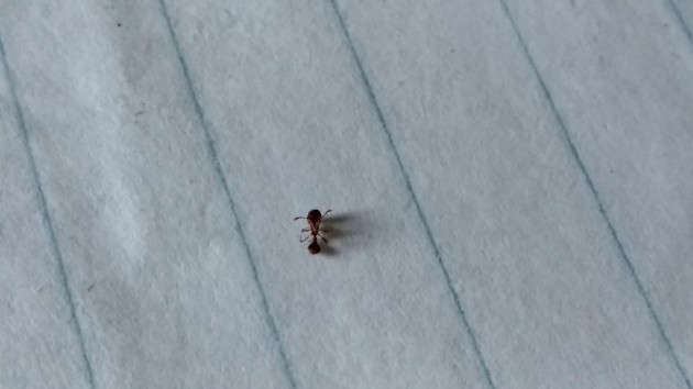 formica1.jpg