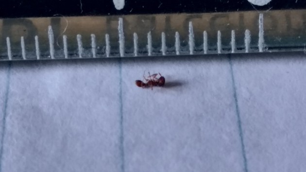 formica2.jpg