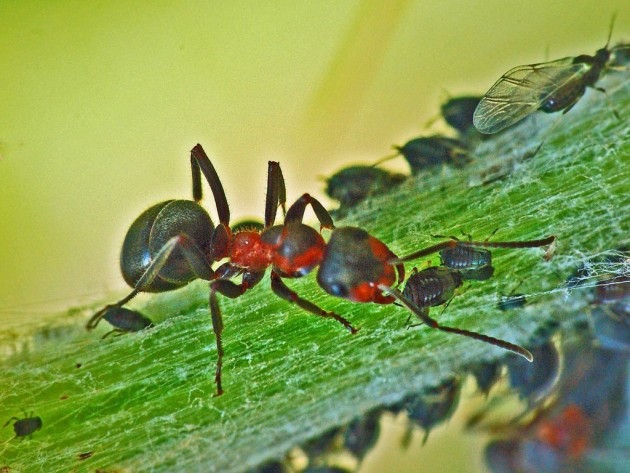 0728argentera.JPG