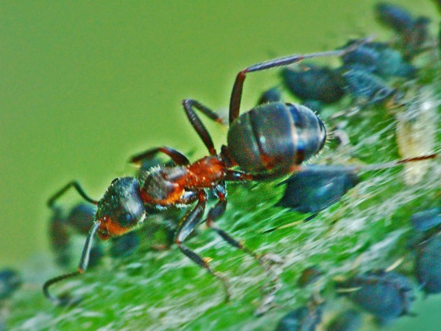 0728argentera1.JPG