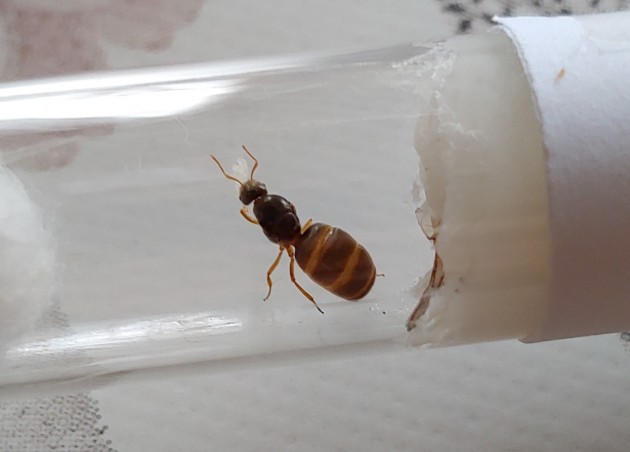 Lasius sp. 1a 9-10 mm 16.09 S.Polo.jpg