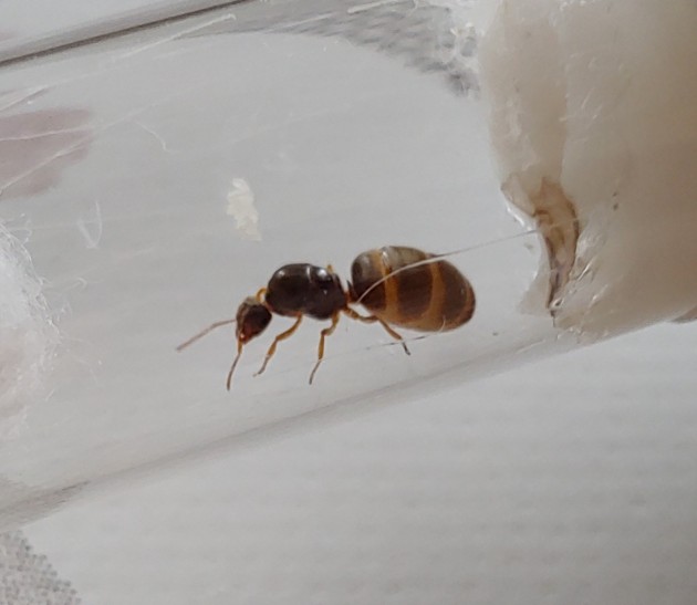 Lasius sp. 1b 9-10 mm 16.09 S.Polo.jpg