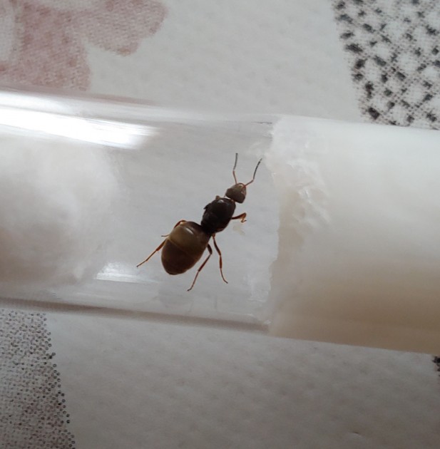 Lasius sp. 2a 8 mm 05.09 1500 mt.jpg