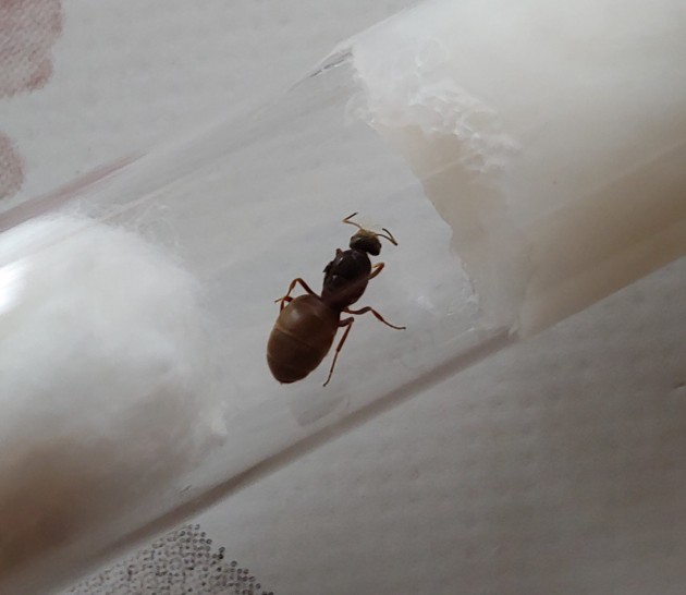 Lasius sp. 2b 8 mm 05.09 1500 mt.jpg