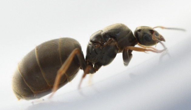 Lasius sp. 3a 11 mm 16.09 S.Polo.jpg