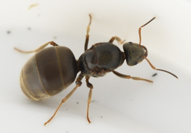 Lasius sp. 3b 11 mm 16.09 S.Polo.jpg