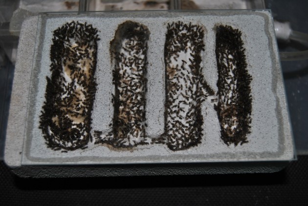 lasius_emarginatus_nest.jpg