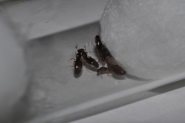 DSC_5070.resized.JPG