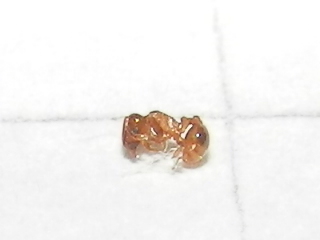 RSCN2440.JPG