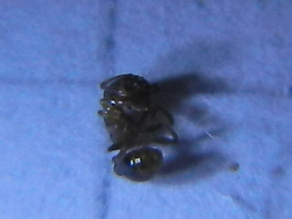 RSCN2444.JPG