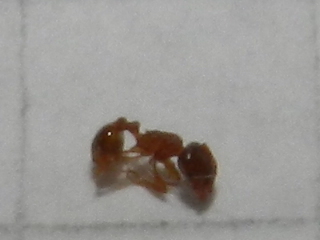 RSCN2448.JPG