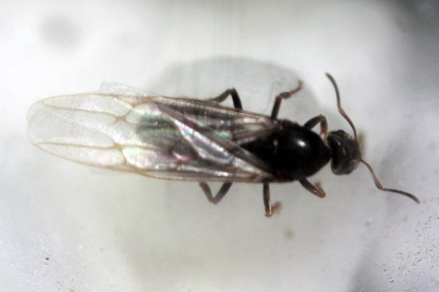 formica-3.jpg