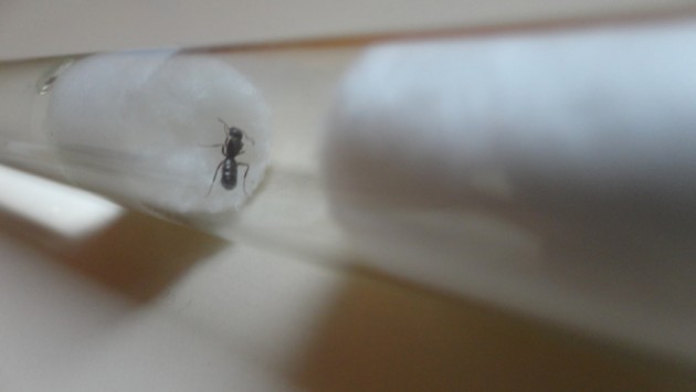 DSC02698 (FILEminimizer).JPG