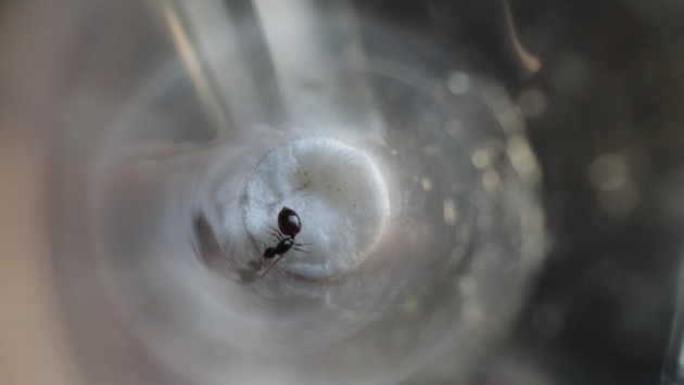 DSC02712 (FILEminimizer).JPG