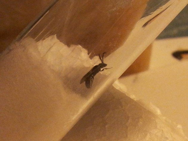 formica.jpg