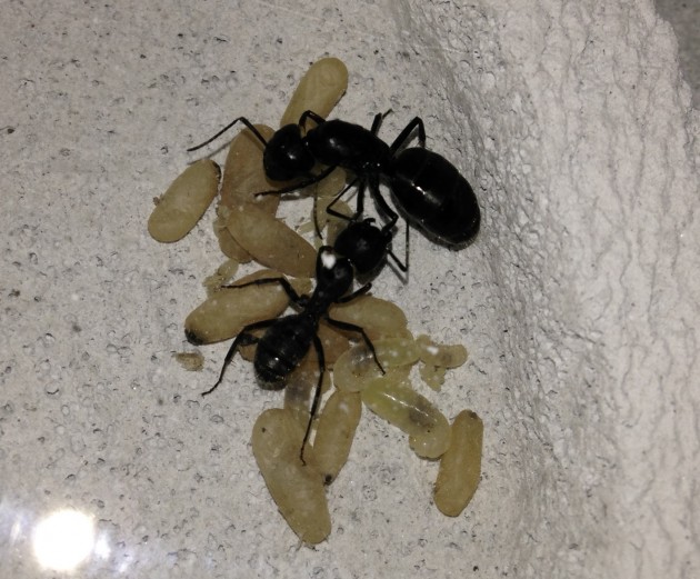Camponotus vagus trovata.jpg