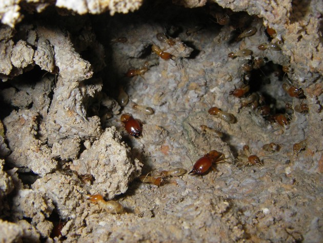 nido termiti.jpg