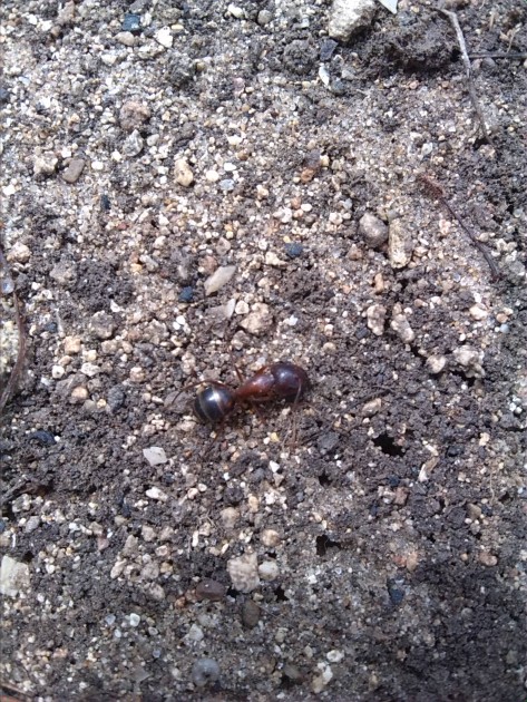 immagini cellulare 237.jpg