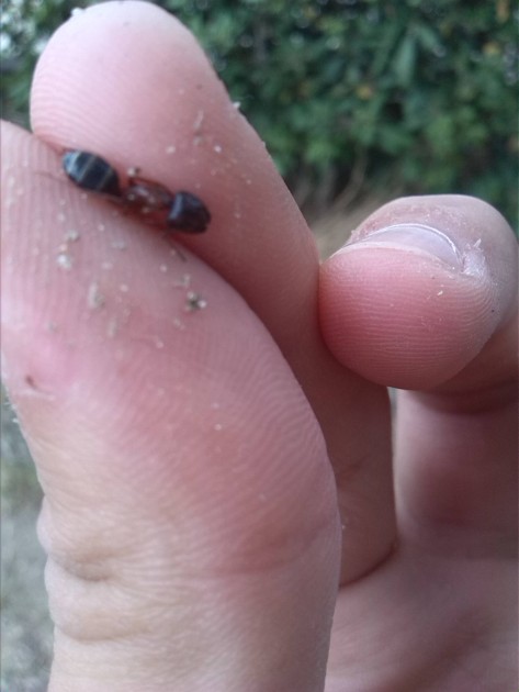 immagini cellulare 238.jpg