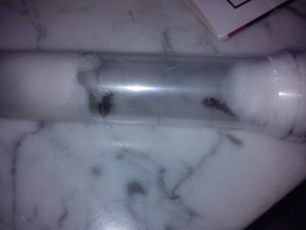 IMG_20140728_111645.jpg (394.41 KiB) Osservato 2447 volte IMG_20140728_111645.jpg