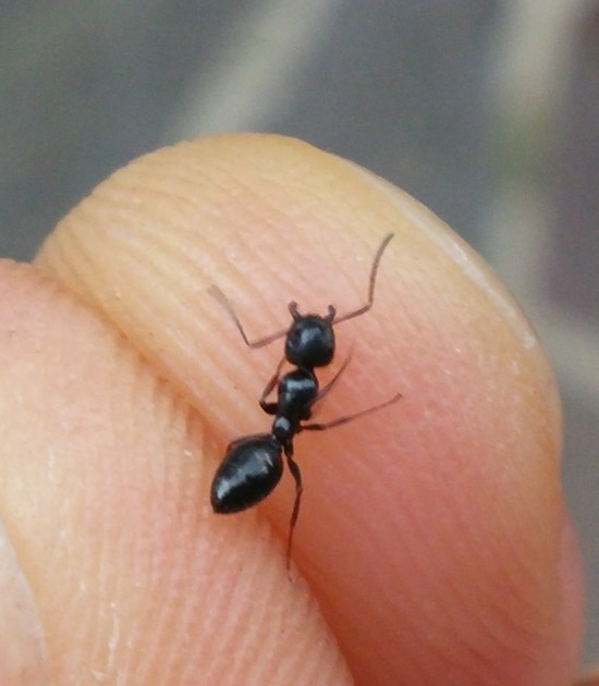 Camponotus 0.jpg