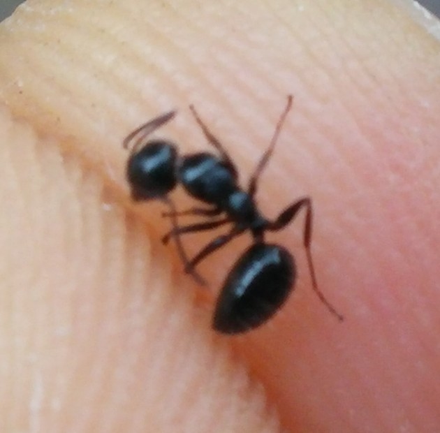 Camponotus 1.jpg
