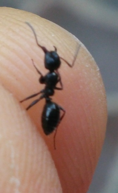 camponotus 2.jpg
