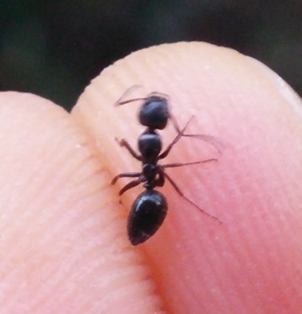 Camponotus 3.jpg