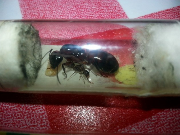 Camponotus ligniperda.jpg