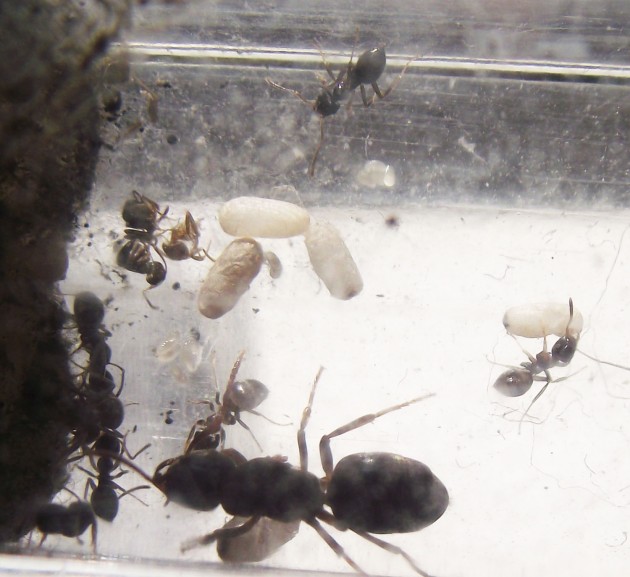 DSCF4425.JPG