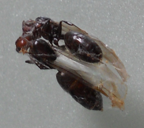 Formiche alate.jpg