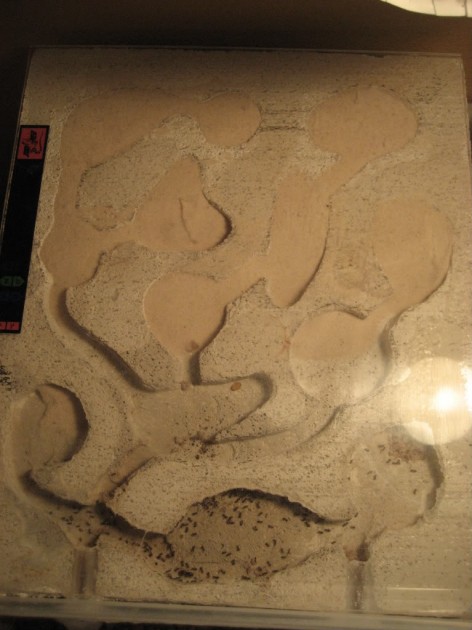 08-08-09009.jpg