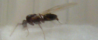Formica.jpg