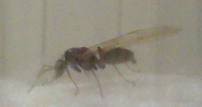Formica2.jpg