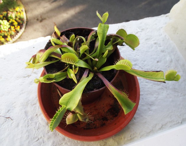 DSCF4452.JPG