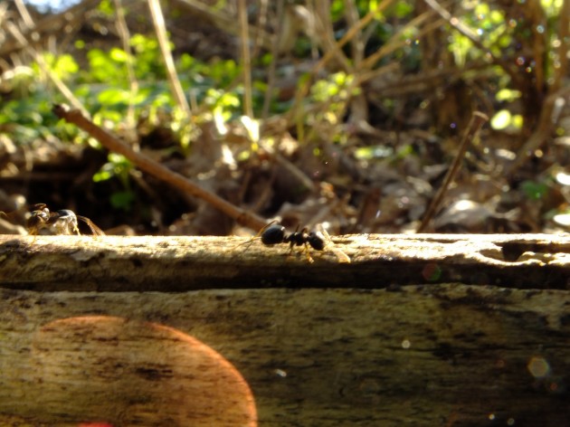 DSCF9615.JPG