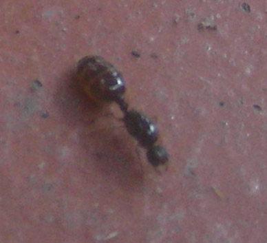 unknown1.jpg