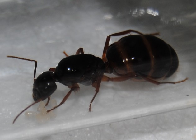 Camponotus_nylanderi_eggs.jpg