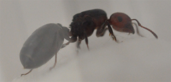Crematogaster1.jpg