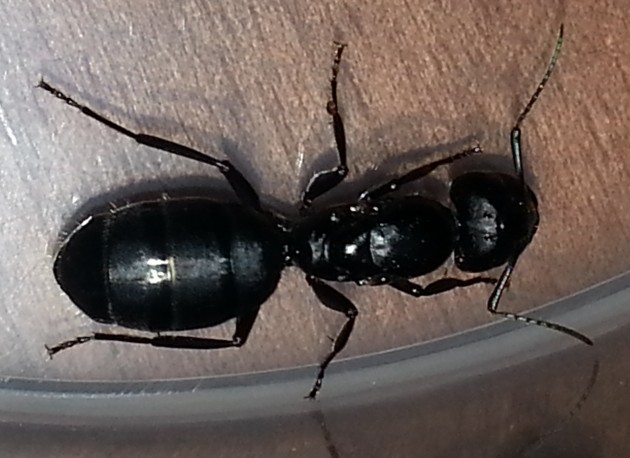 20150506_172219mod.jpg