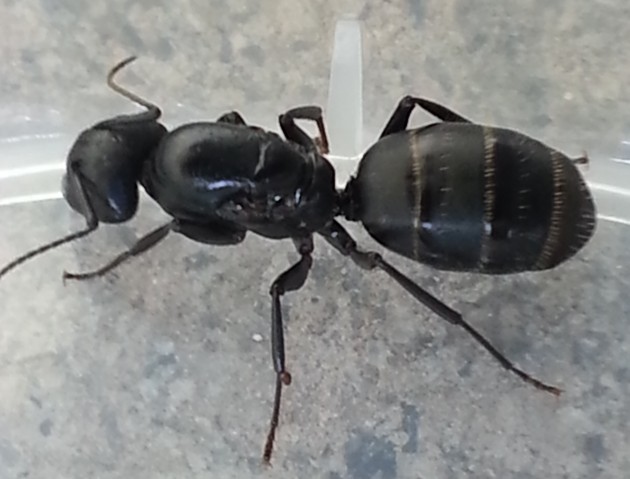 20150506_191207mod.jpg