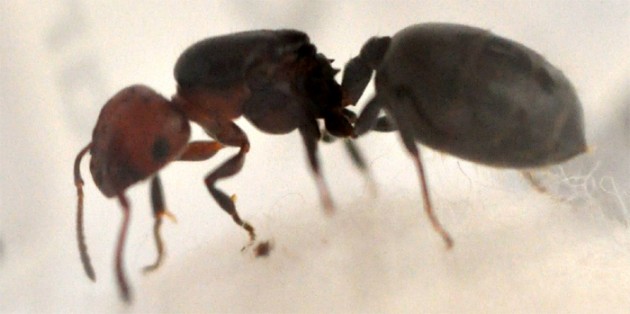 Crematogaster2.jpg