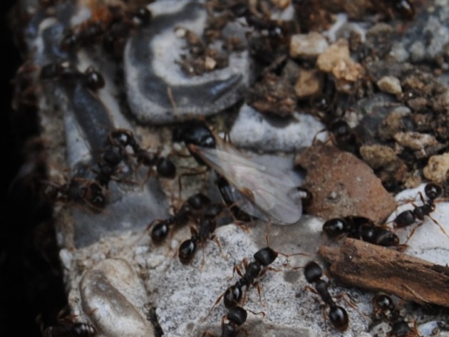 Tetramorium_alate.jpg