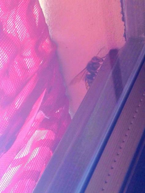 Foto 13-06-15 06 19 38.jpg