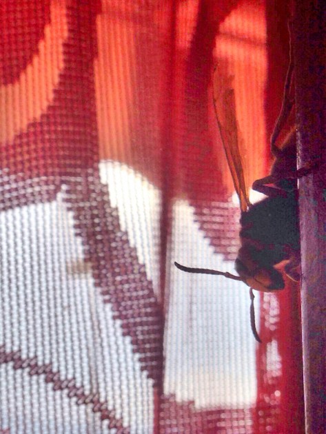 Foto 13-06-15 06 20 27.jpg