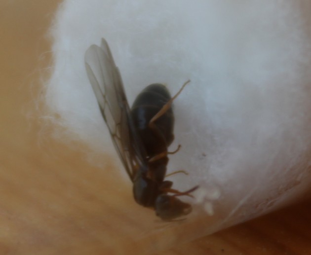 Lasius_alata.jpg