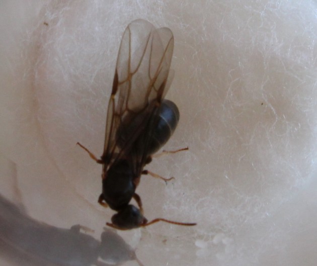 Lasius_alata2.jpg