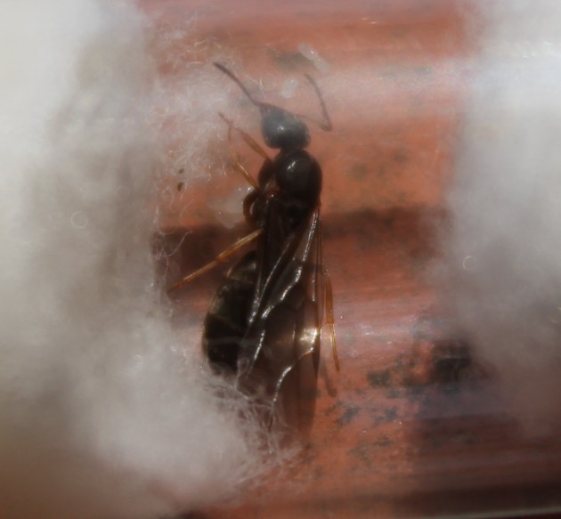 Lasius_alata3.jpg