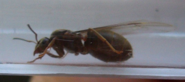Formica1.jpg